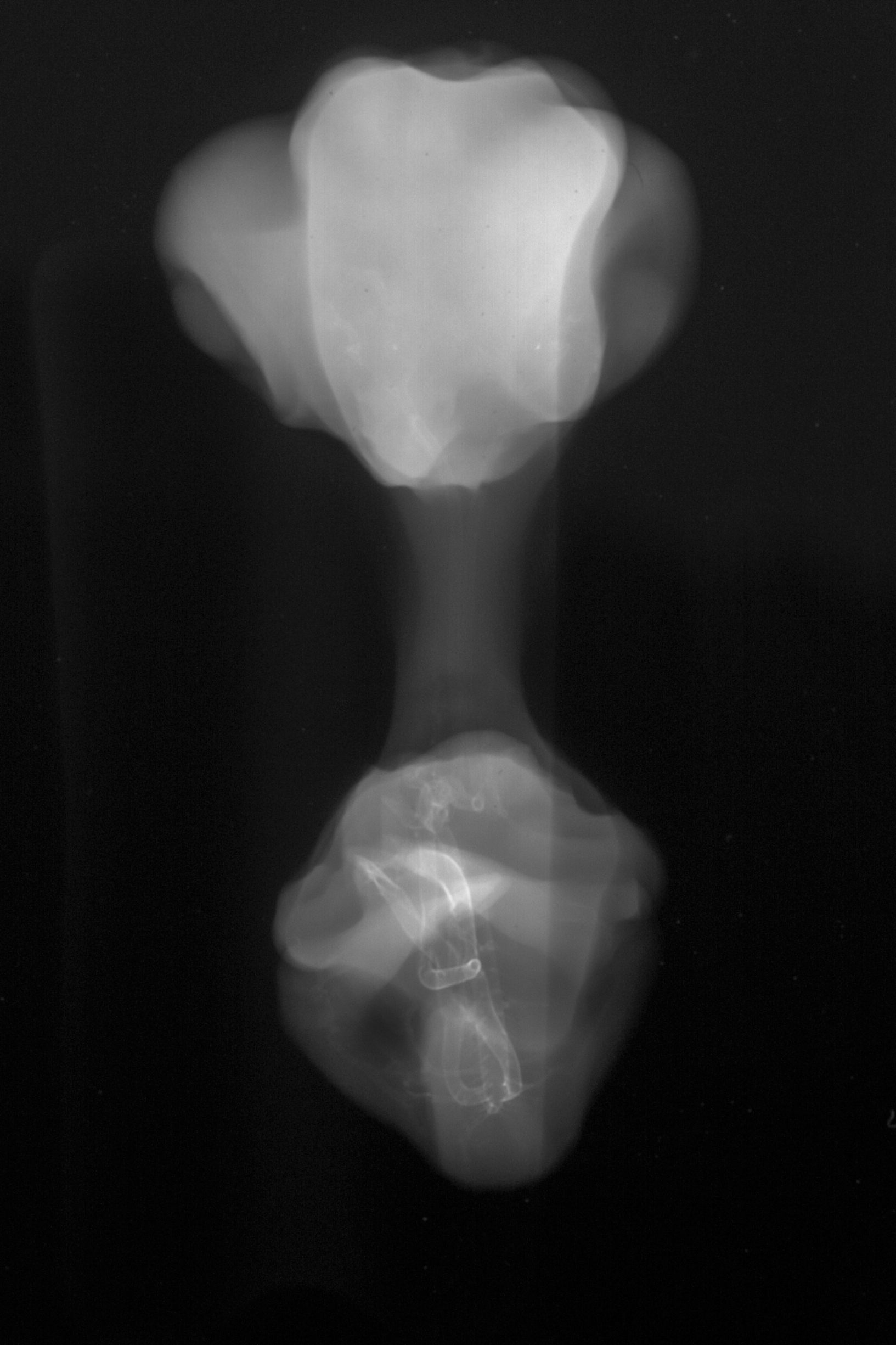 stage 31 chick embryo x-ray